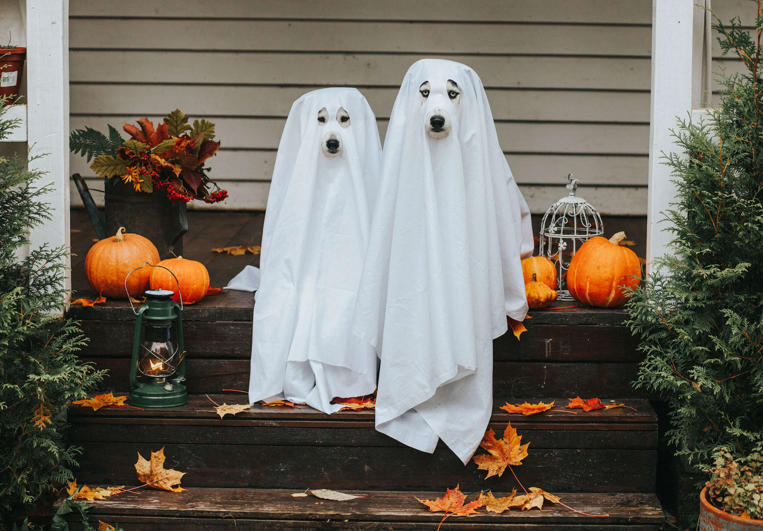 Are Americans too afraid to open the door this Halloween?