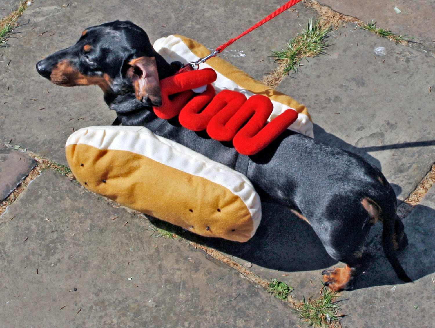 The Many Meanings of the Term 'Hot Dog'