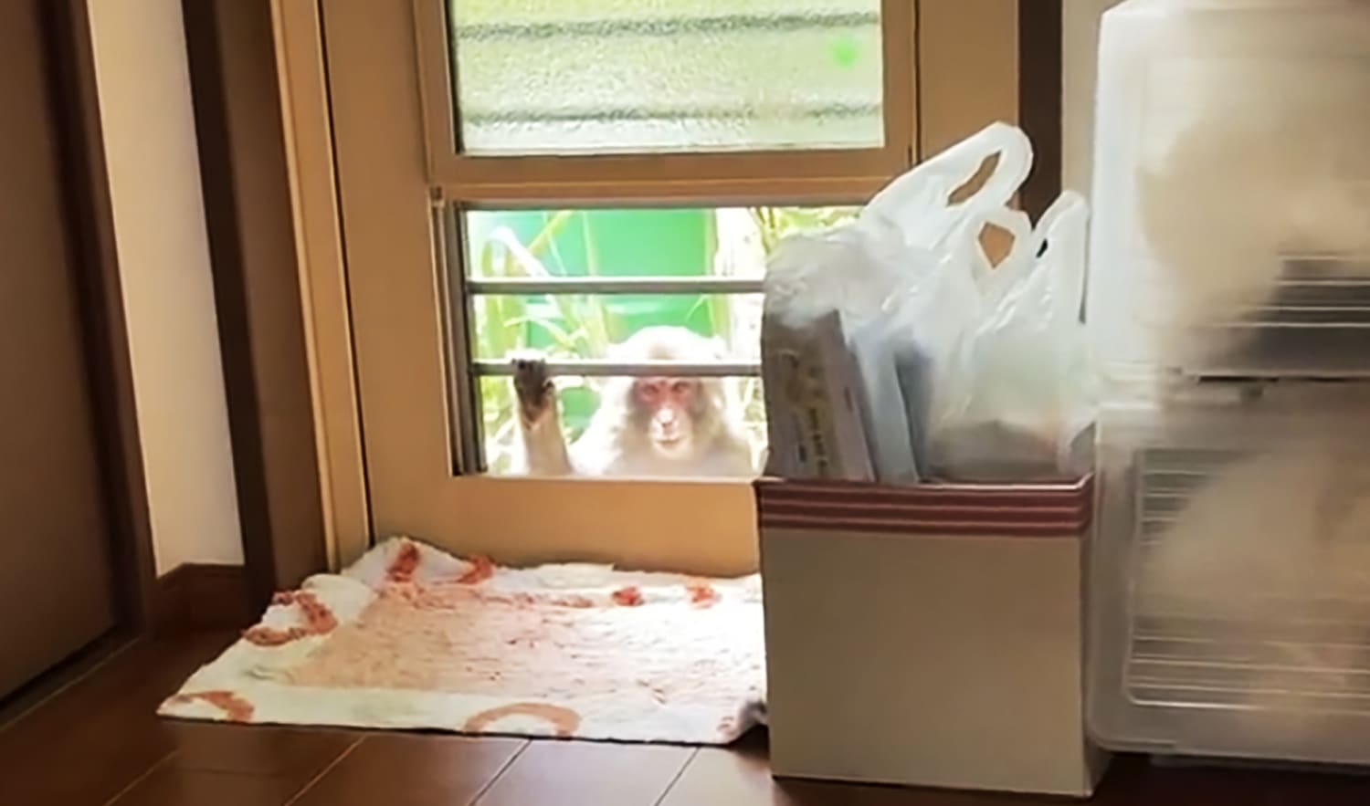Menacing Monkey Moves into Abandoned House, Attacks Children and