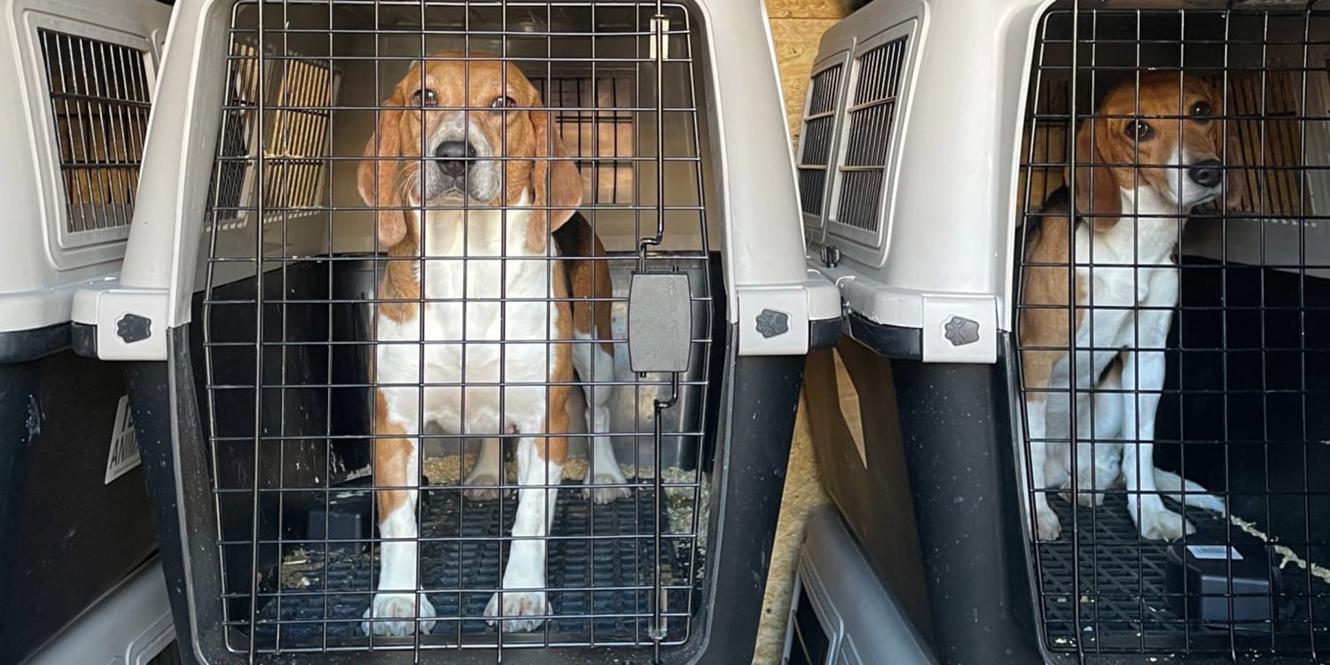 4,000 Mistreated Beagles Rescued from a Breeding Facility Now Need Forever  Homes