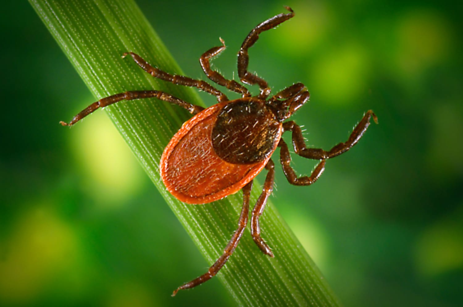 Pfizer begins a late-stage clinical trial testing its Lyme disease vaccine