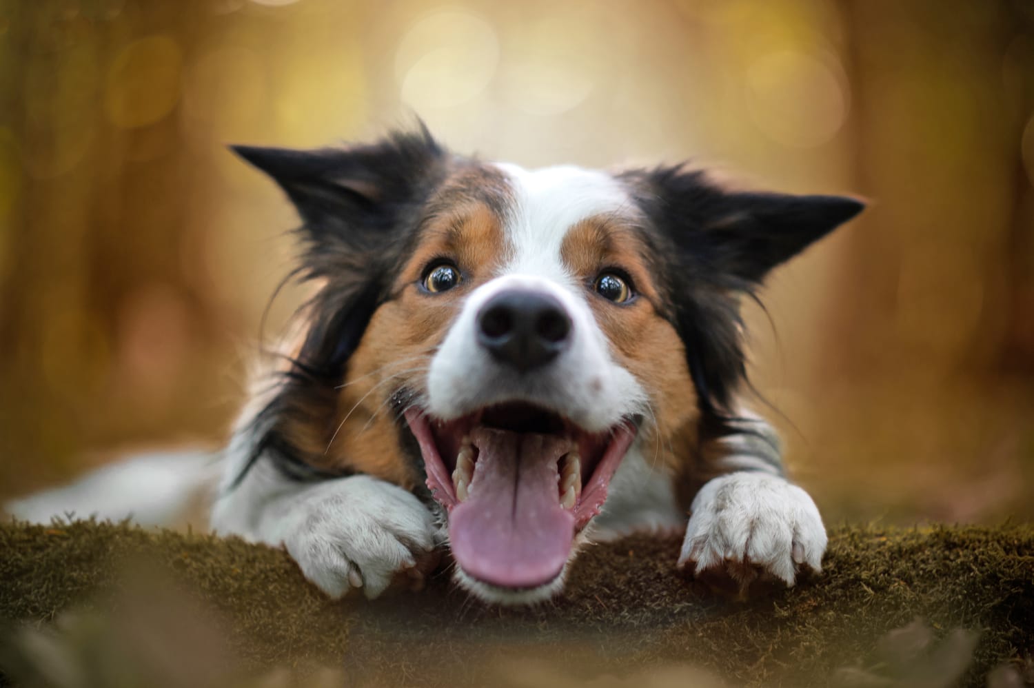 Fun, Cognitive Training Games to Make Your Dog Smarter