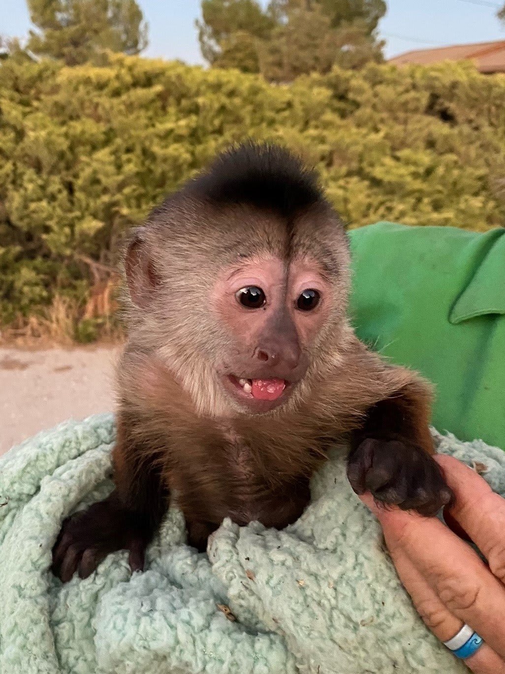 Monkey grabs phone, calls 911 at California zoo