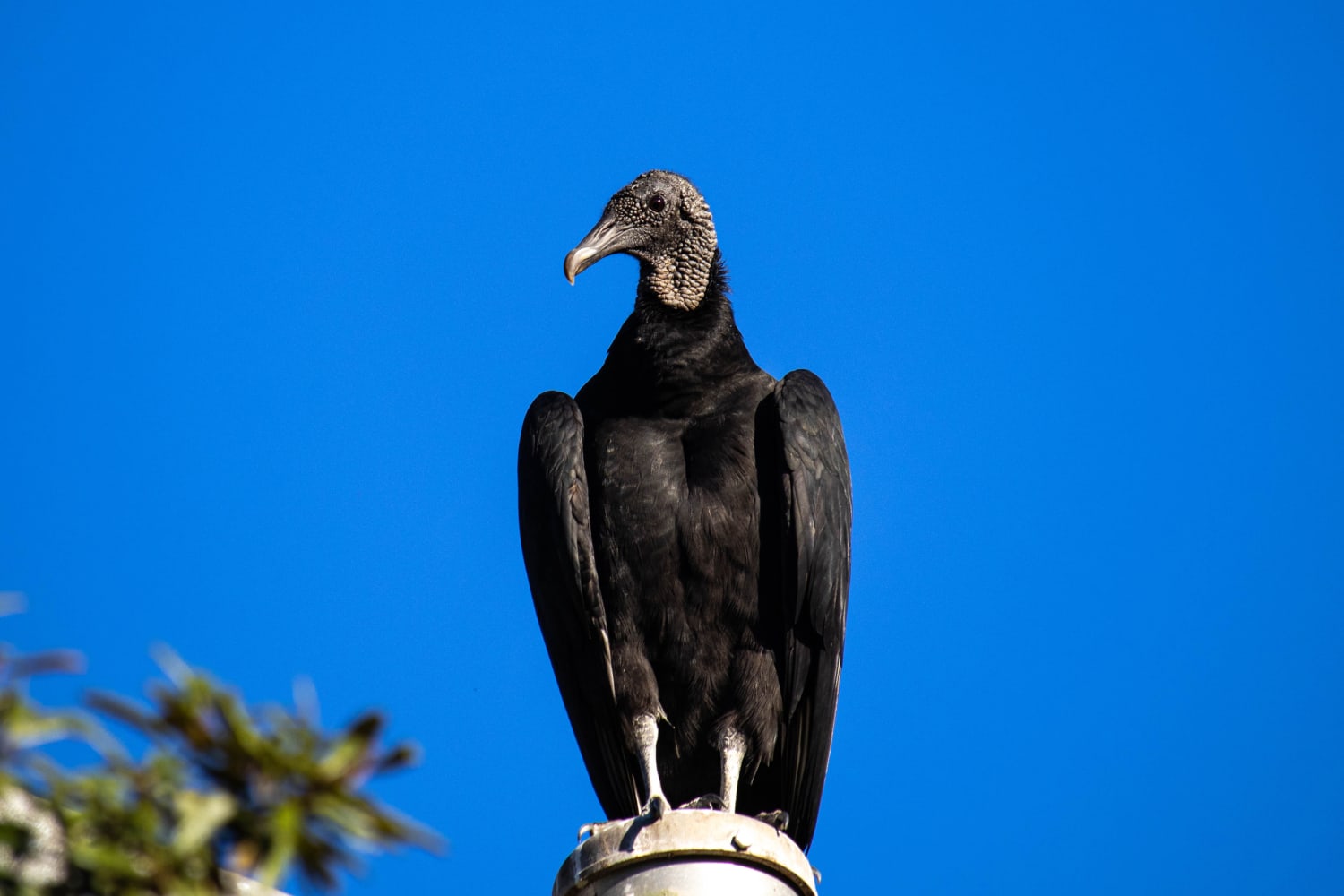 Black Vulture Iron on Patch - Bird Watching Academy