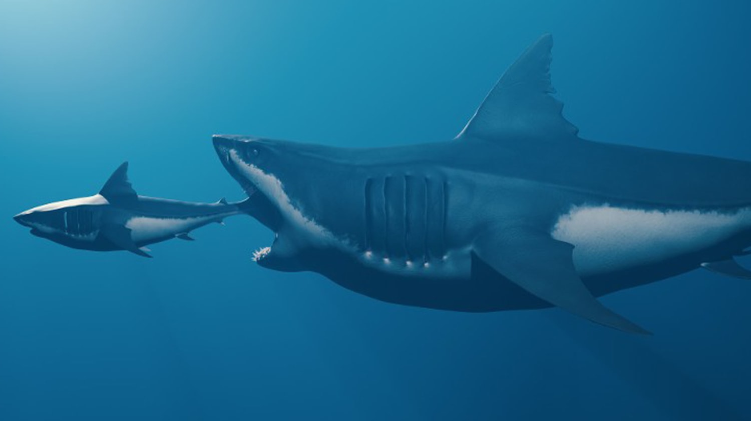 Los tiburones gigantes sí existieron y expertos revelan cómo se alimentaban, image size:1500x842
