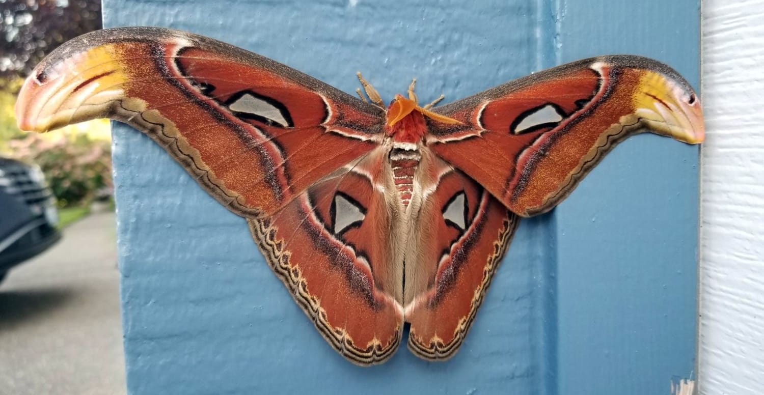 An Atlas Moth, One of the Largest Moths in the World, Spotted in . for  the First Time, Officials Say