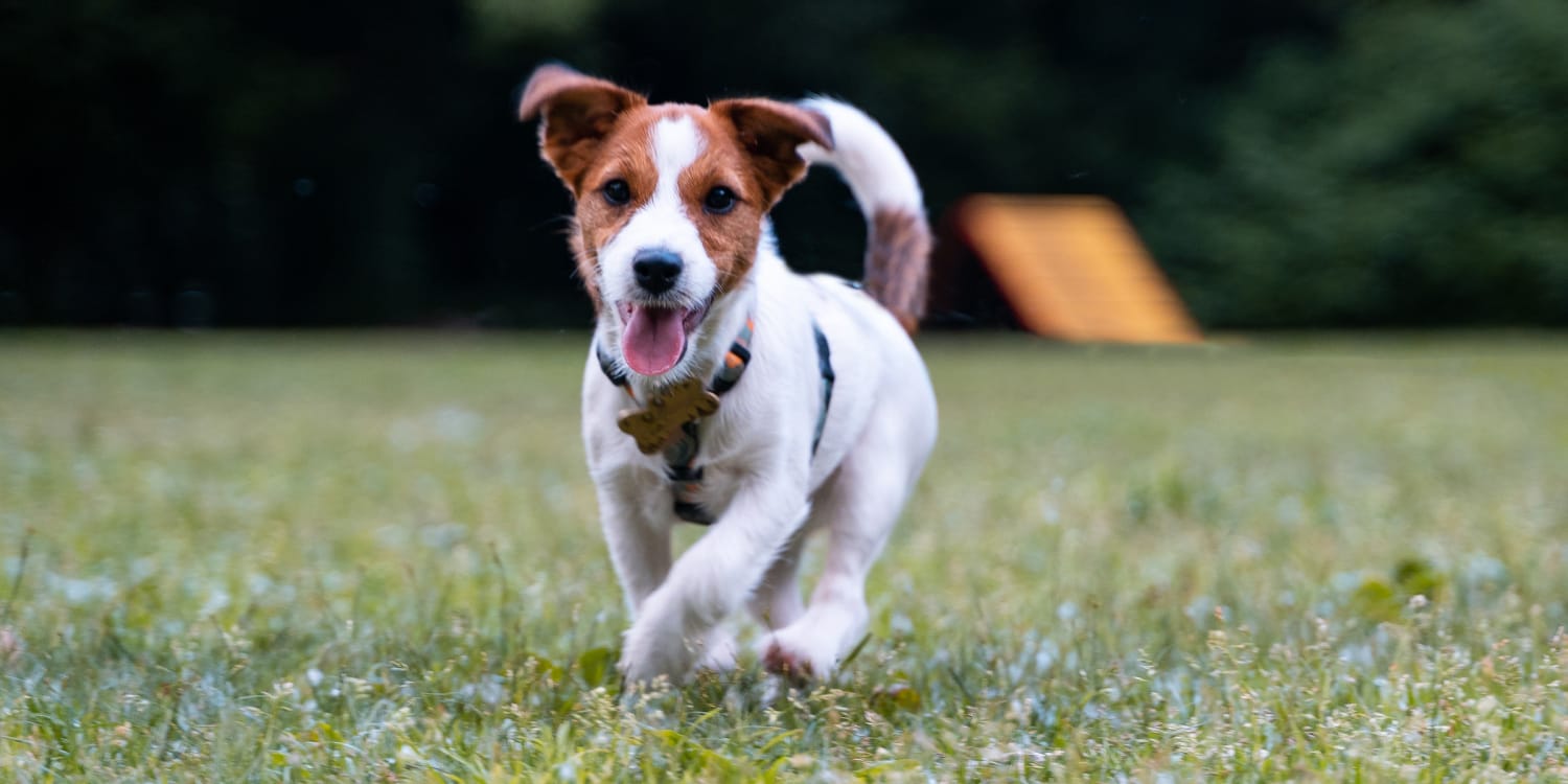 are parson russell terrier noisy