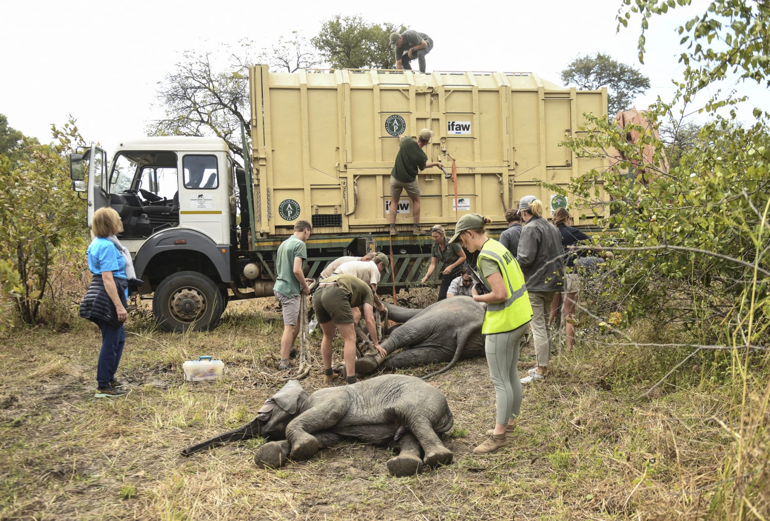 Wild animals kill more people than COVID-19 in Zimbabwe