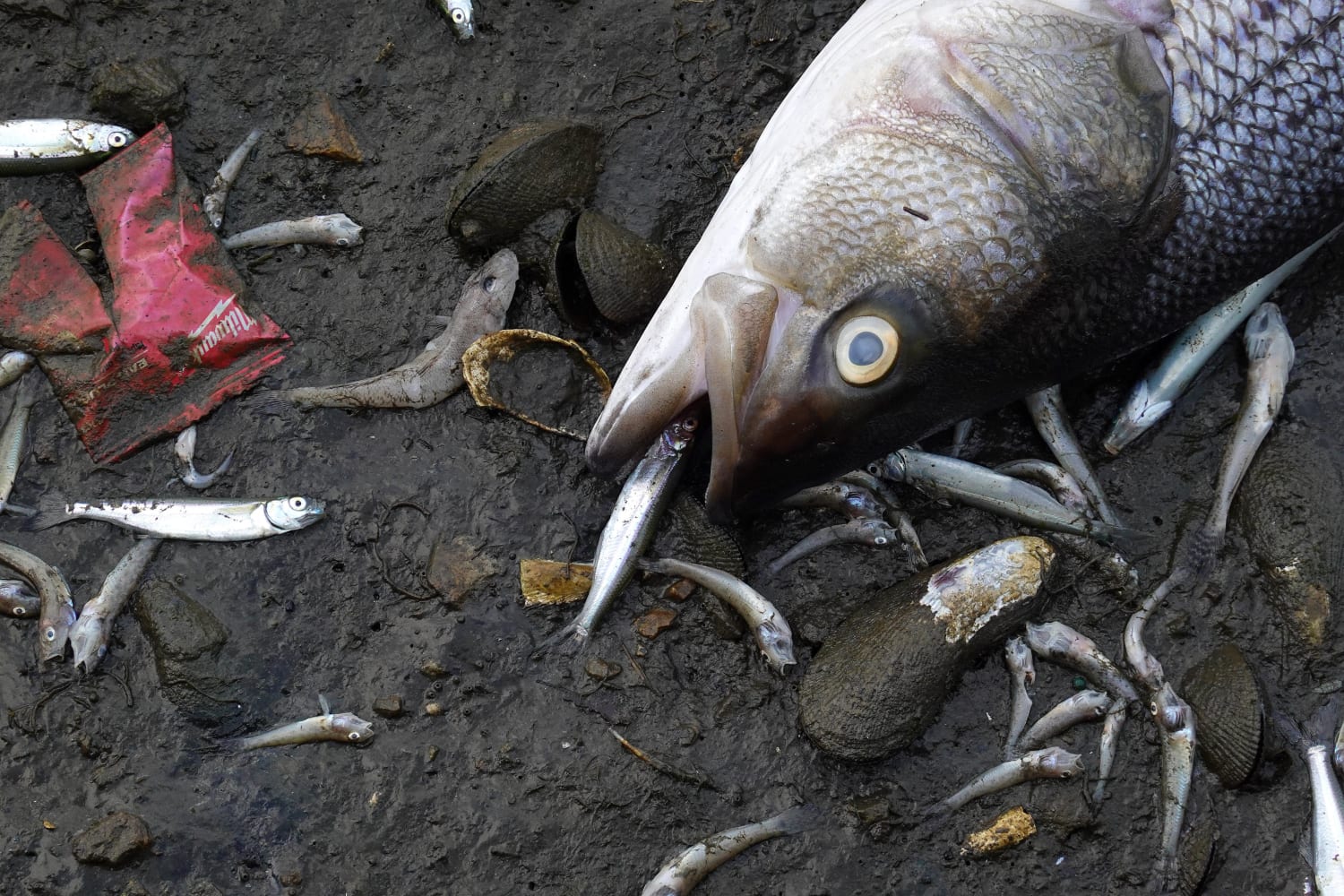 Toxic algae bloom kills off fish around San Francisco Bay