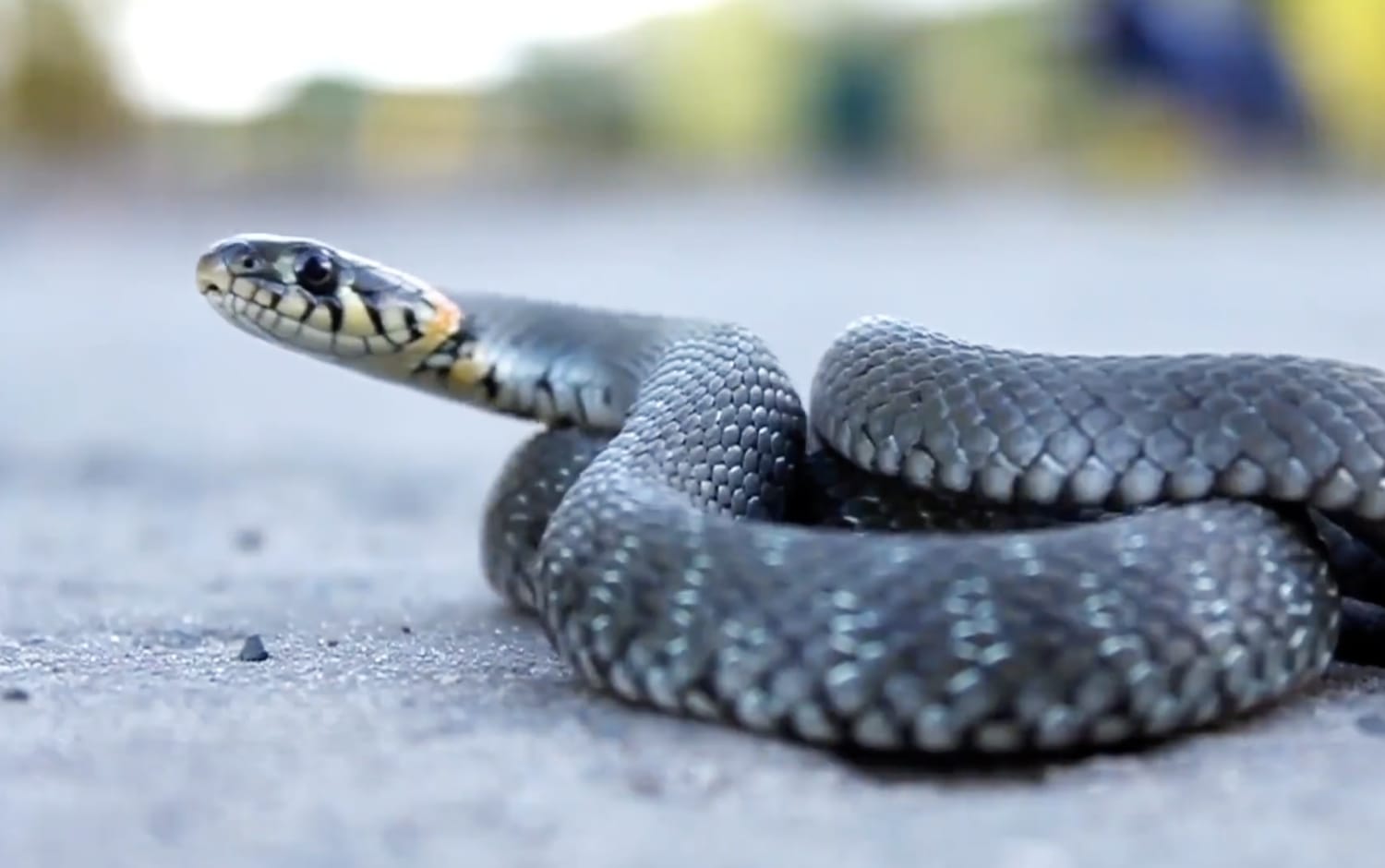 Illinois road closed for snake migration shows need for wildlife crossings