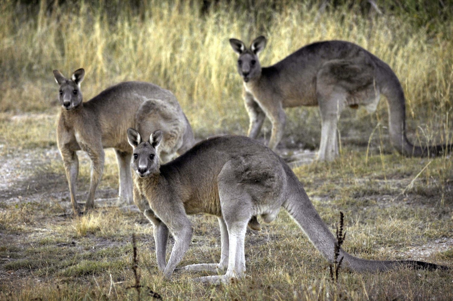 Australian man killed by wild kangaroo he was believed to have kept as pet, police say