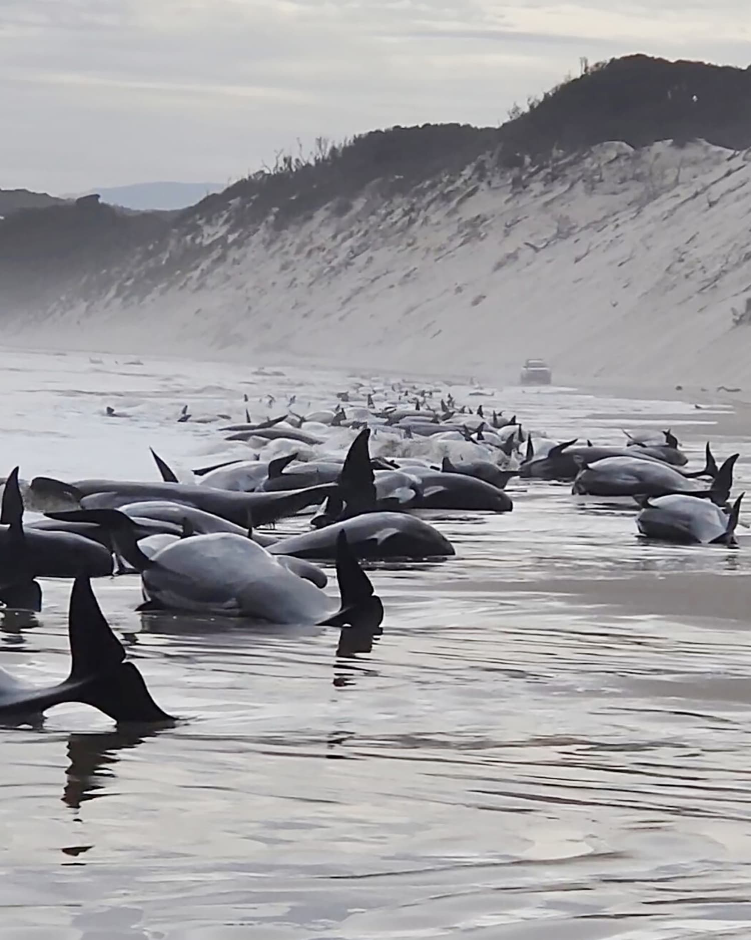 51 Whales Dead After Beaching In Australia, Efforts On To Save 46