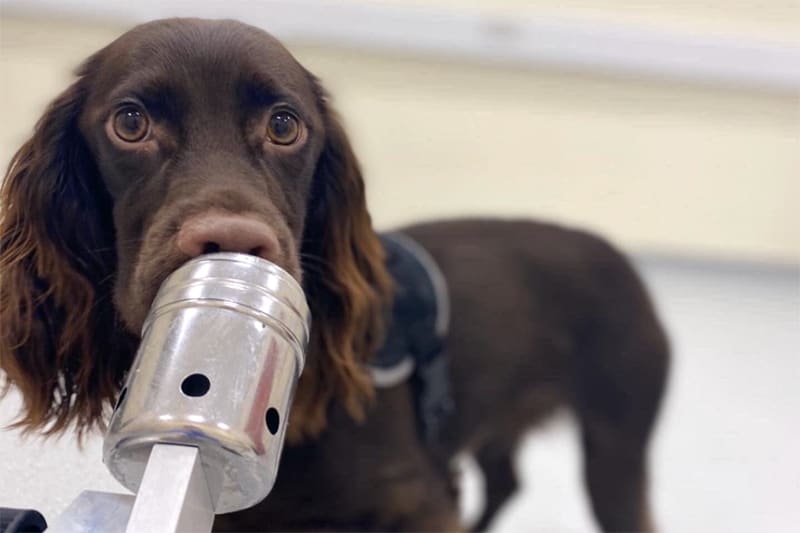 Dogs can smell when we’re stressed out, a new study shows