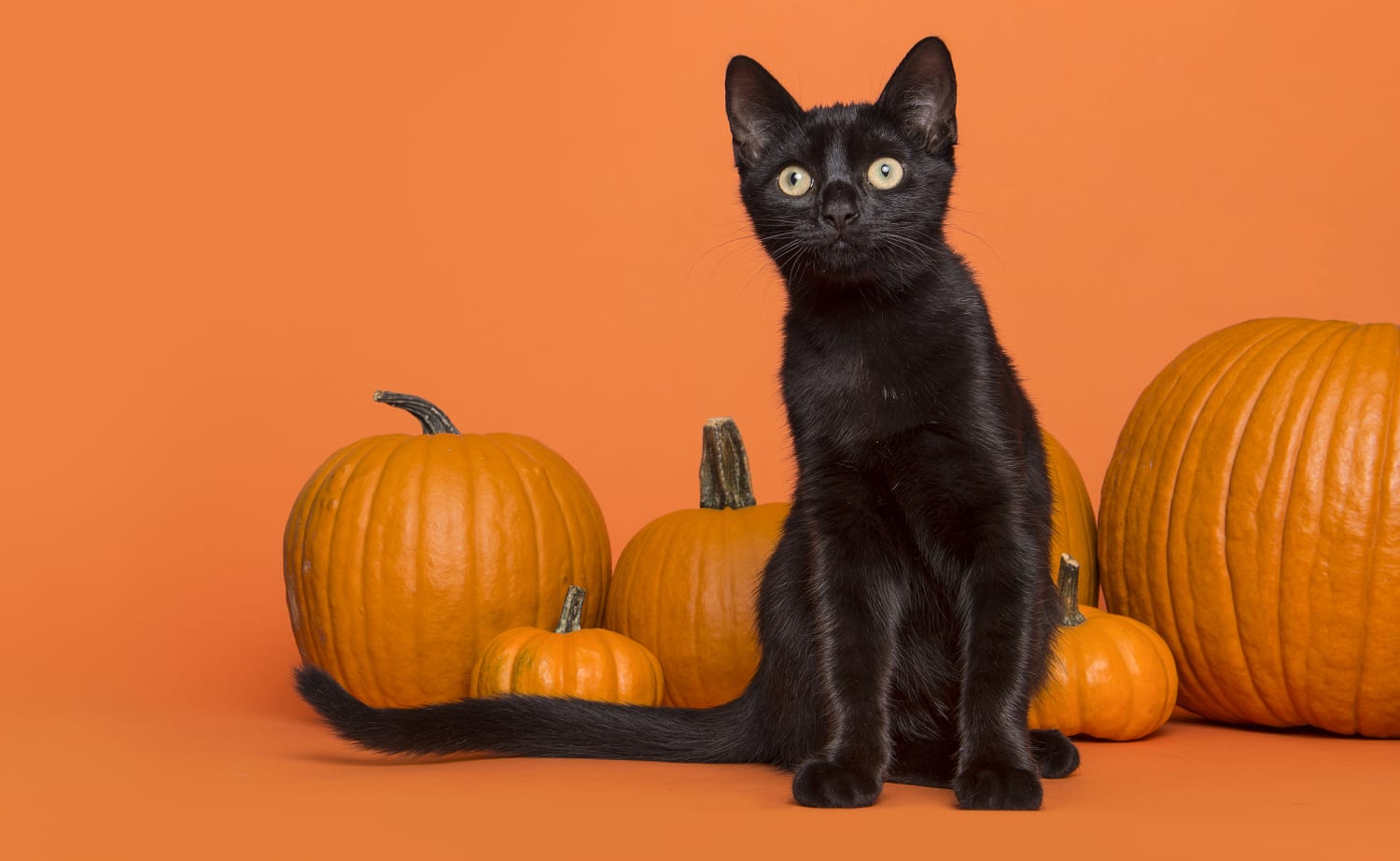 Halloween Colors: History and Meaning Behind Orange, Black, Purple and Green