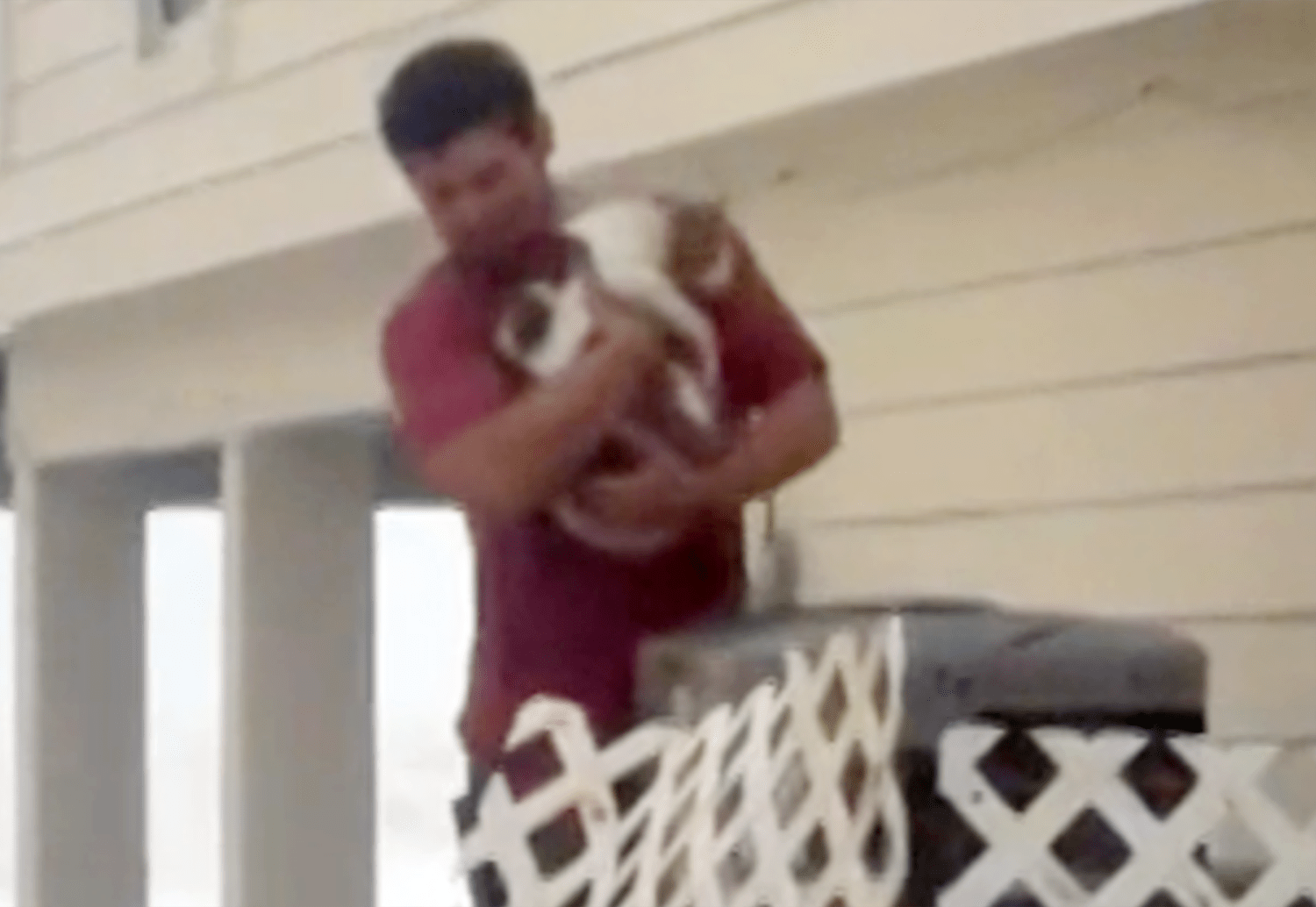 Good Samaritan rescues cat trapped on air conditioner during Hurricane Ian