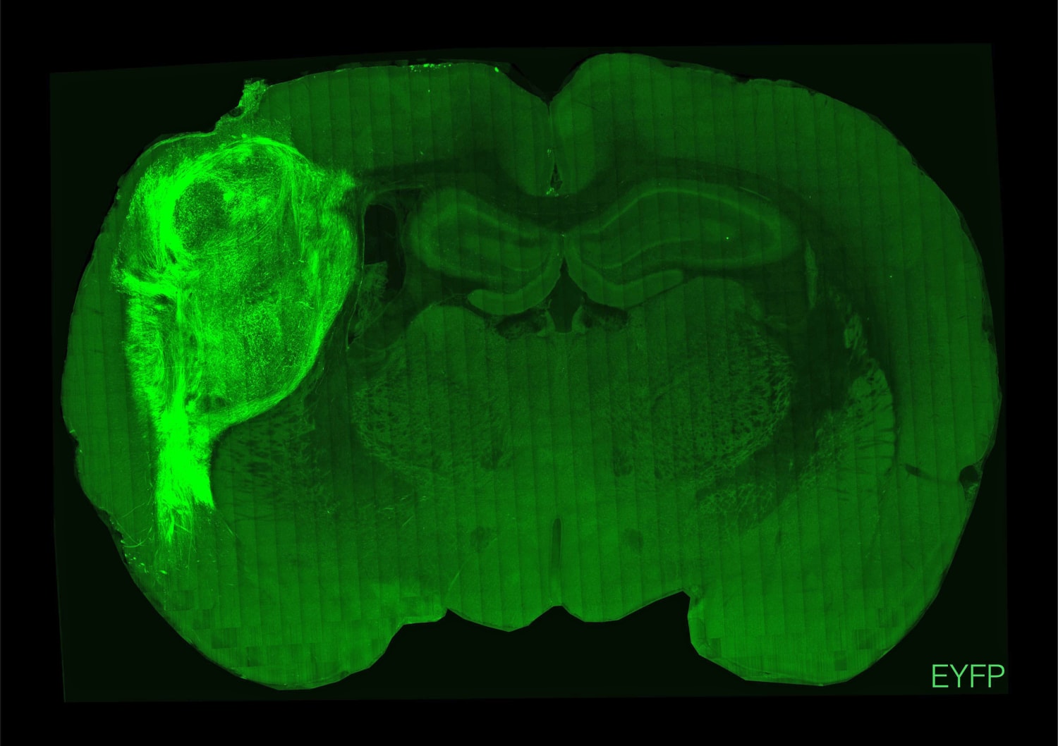 human cells