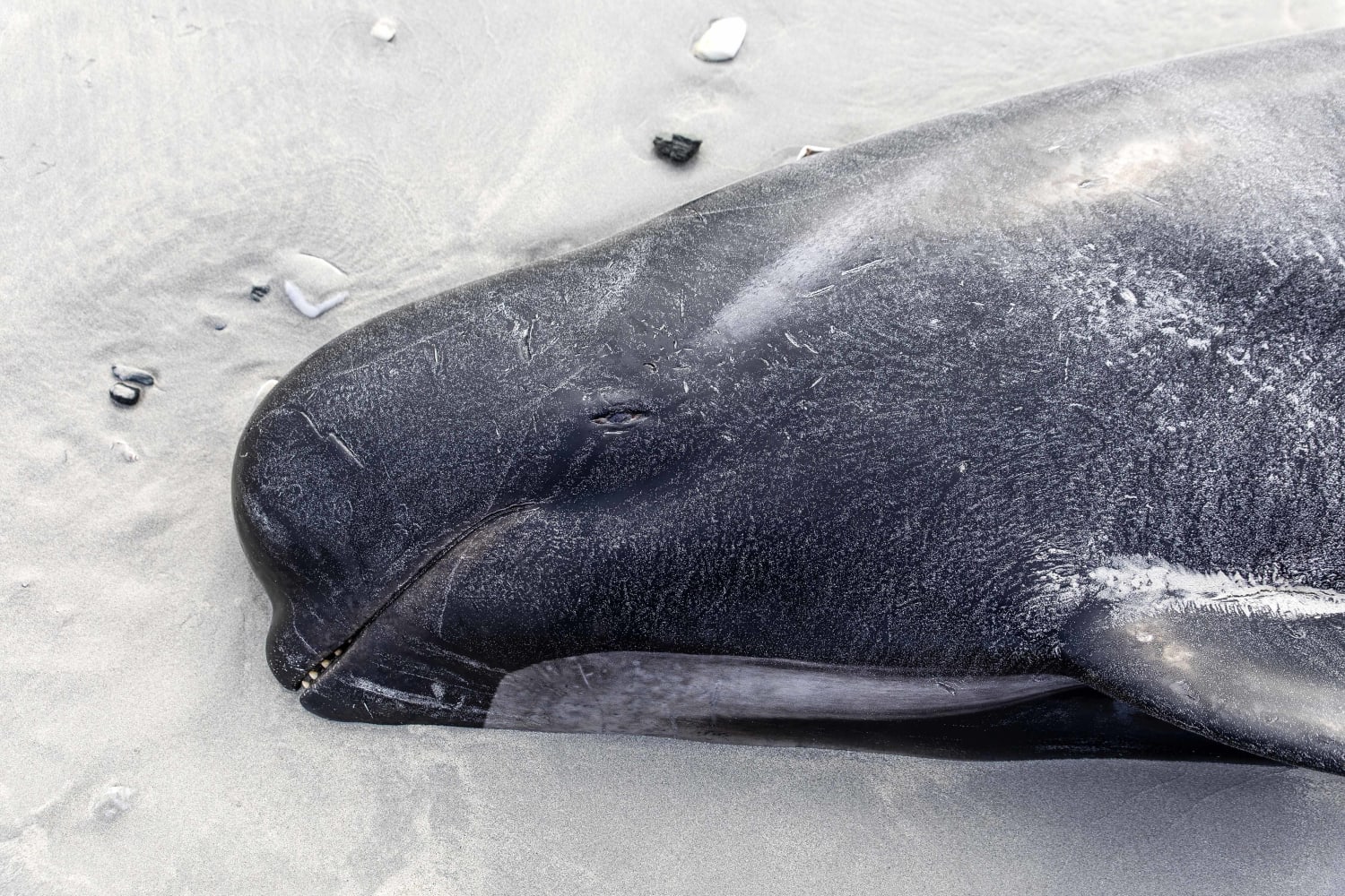 477 pilot whales die, beached on remote New Zealand beaches