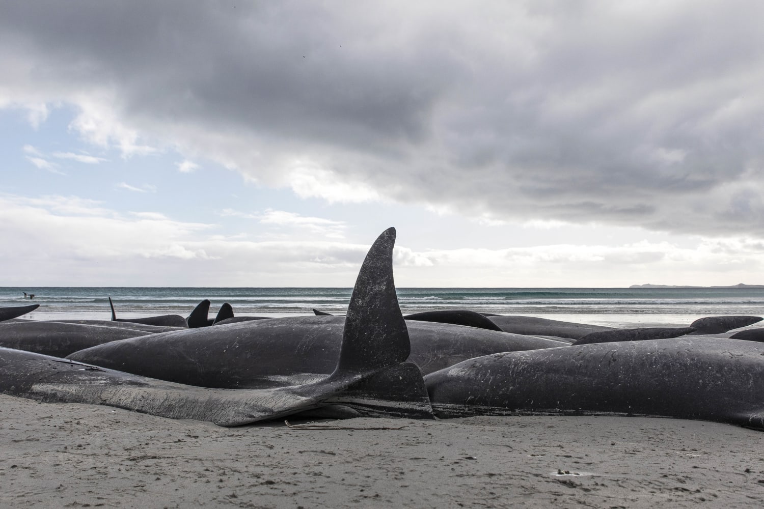 477 pilot whales die, beached on remote New Zealand beaches