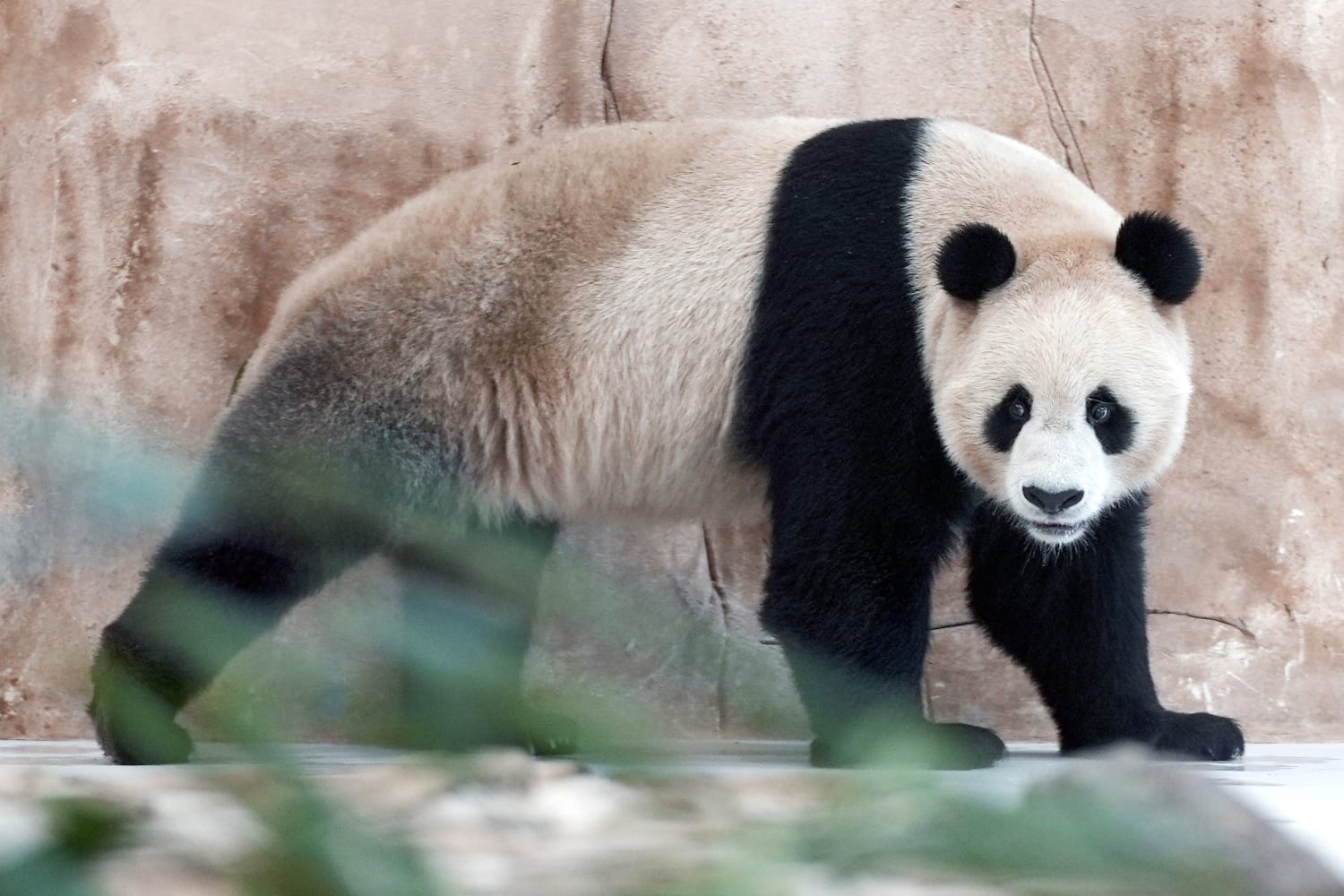 China brings 'panda diplomacy' to Qatar with World Cup gift