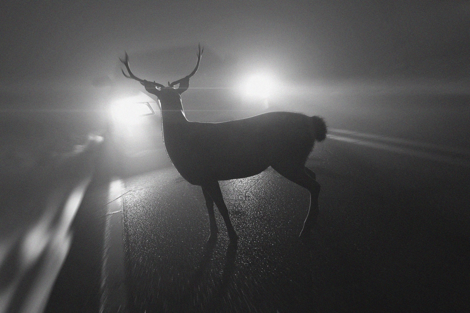 Rise in deer-related crashes in Virginia prompts warning to drivers