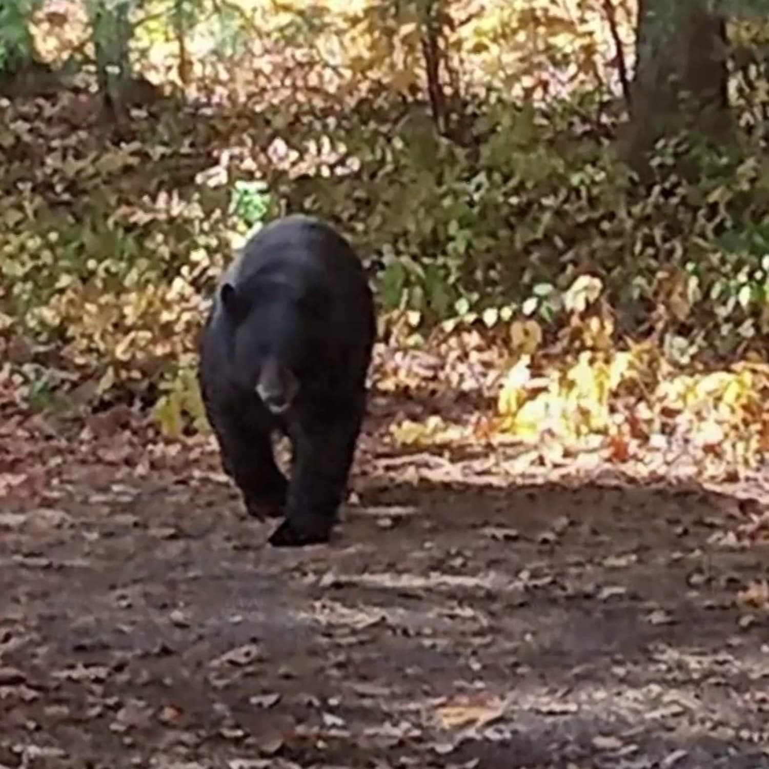 black bear attacks