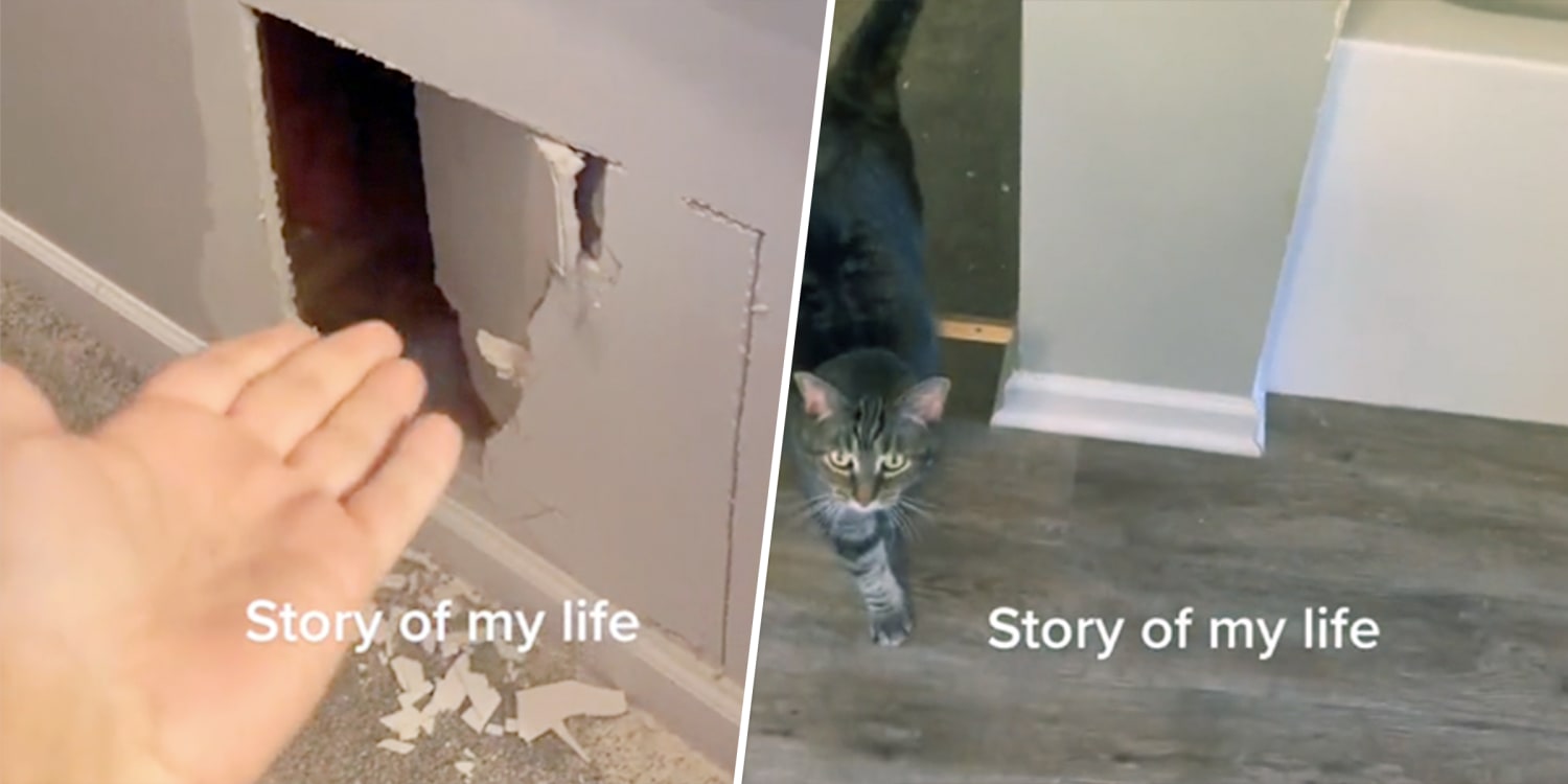 Why Does My Cat Sleep On The Bathroom Floor Viewfloor.co