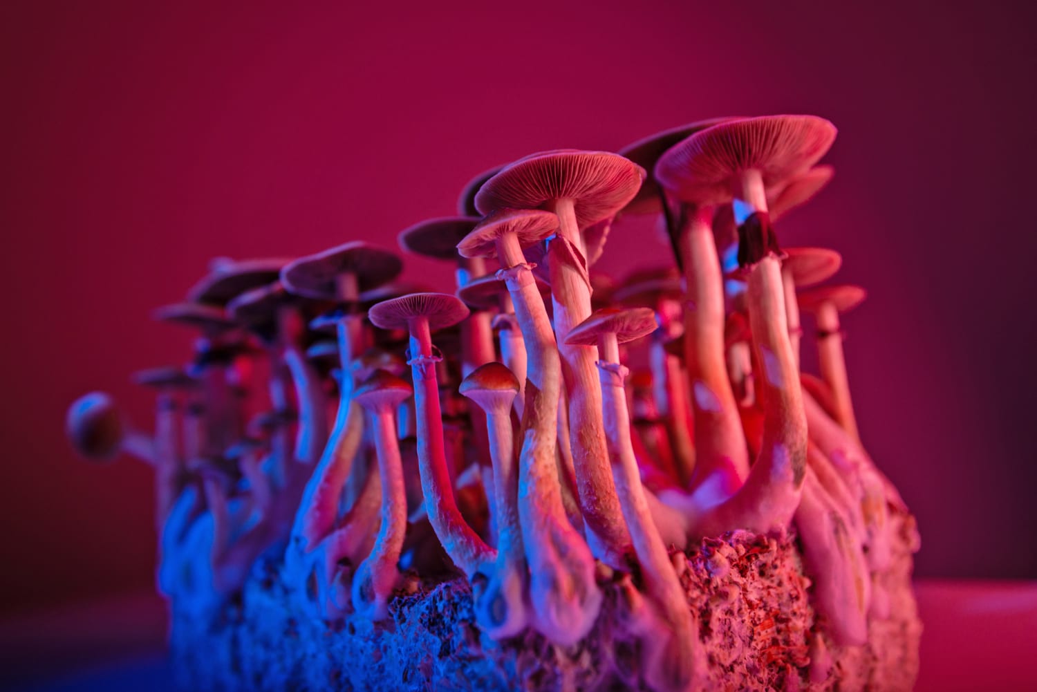 Magic Mushrooms