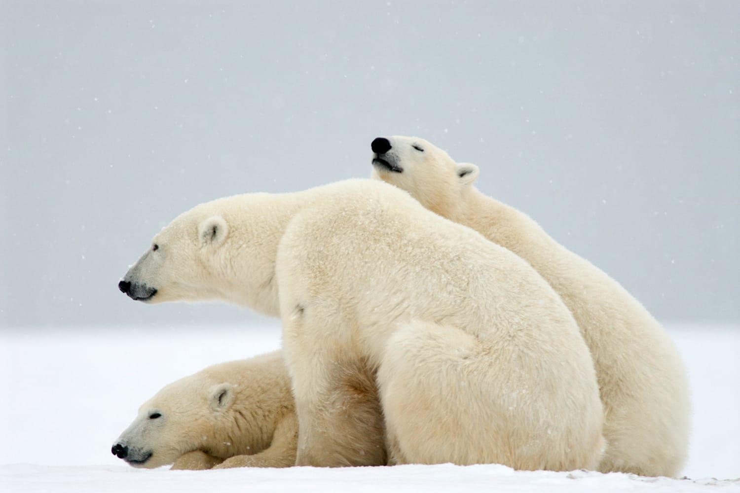 Polar bears, pushed on land by climate change, get their own radar