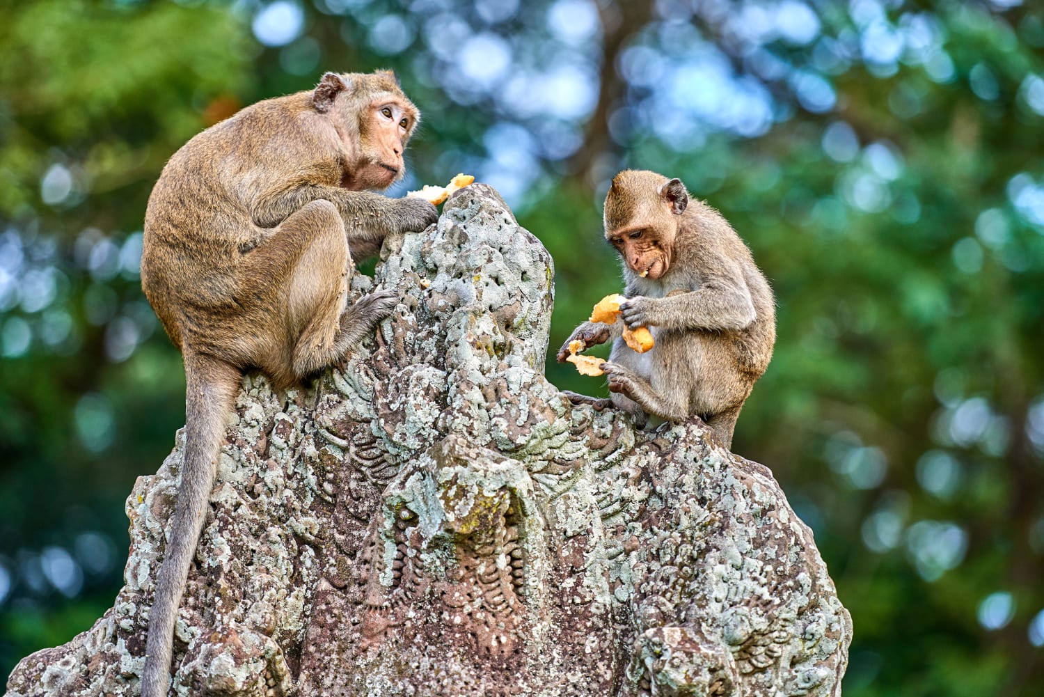 A monkey helped harvest and husking the coconut. Long-tailed monkeys or  long-tailed macaque in Pariaman, not just animals that live in the wild,  but these monkeys are also utilized by the local