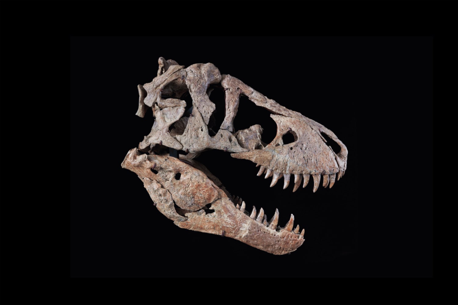 A T. Rex Sold for $31.8 Million, and Paleontologists Are Worried