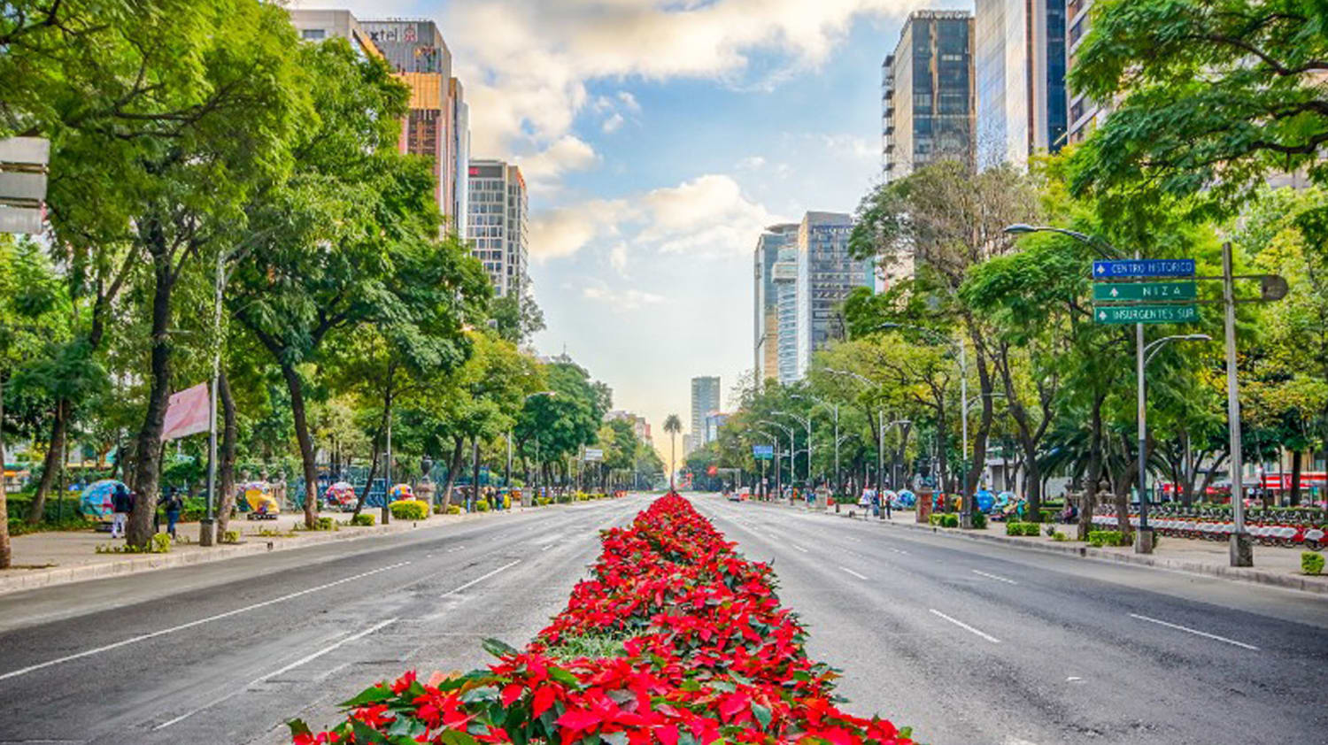 El origen mexicano de la poinsettia, la planta símbolo de Navidad