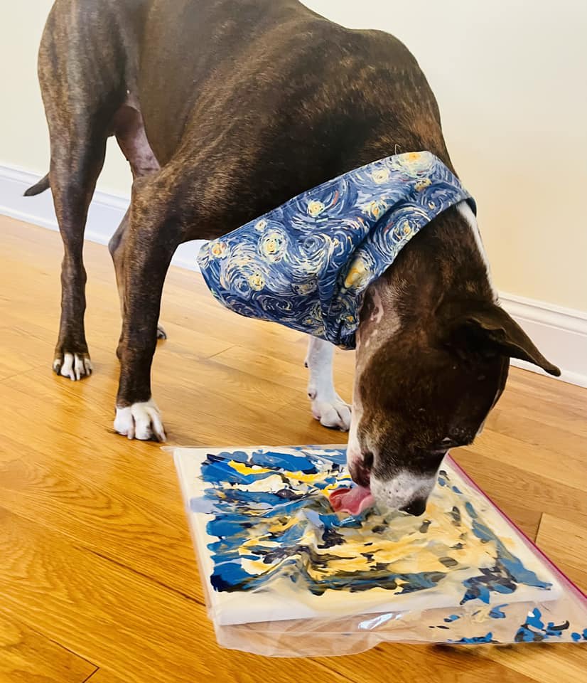 One-eared rescue dog Van Gogh gets adopted after painting