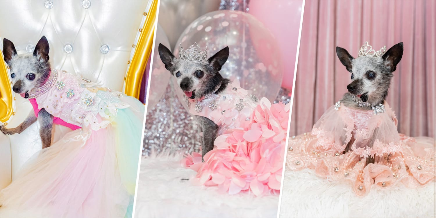 Can I Give My Dog Quince