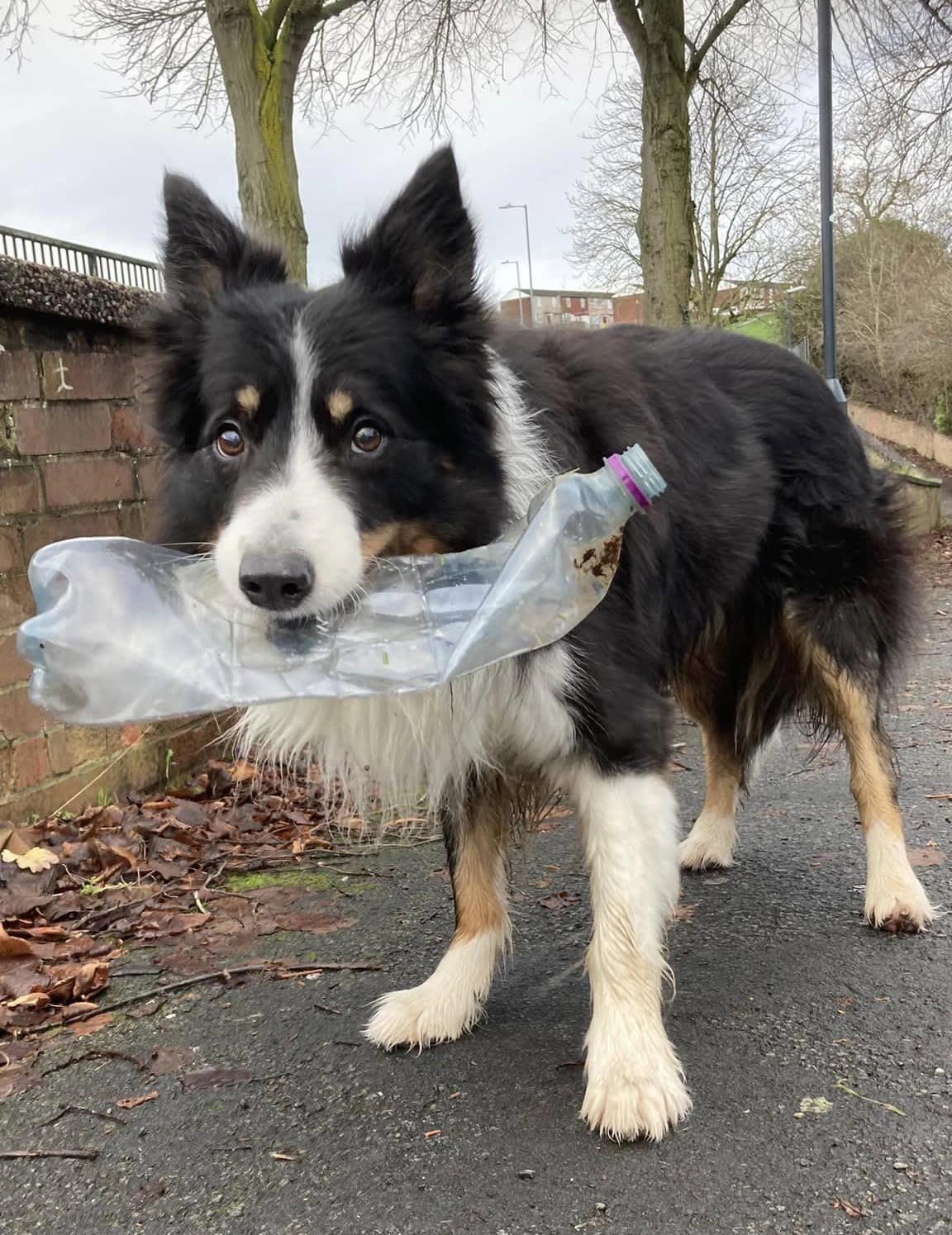 Border Collie Copies Owner and Tries To Break Ice on Lake in Adorable Clip