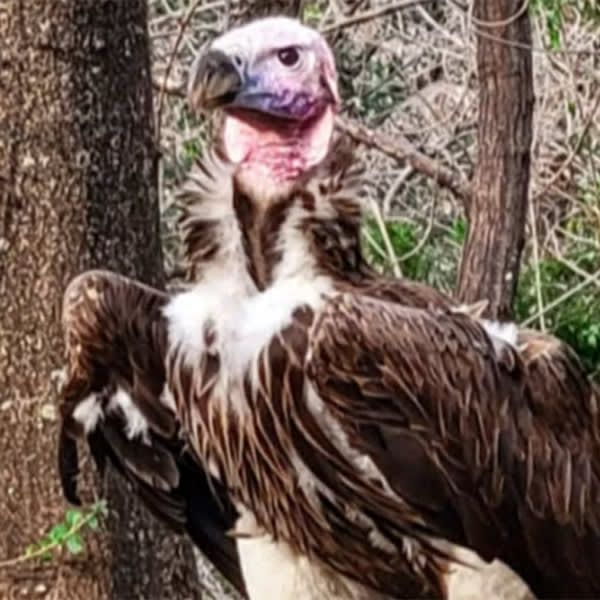 A dead vulture with an 'unusual wound' and other suspicious incidents rock the Dallas Zoo