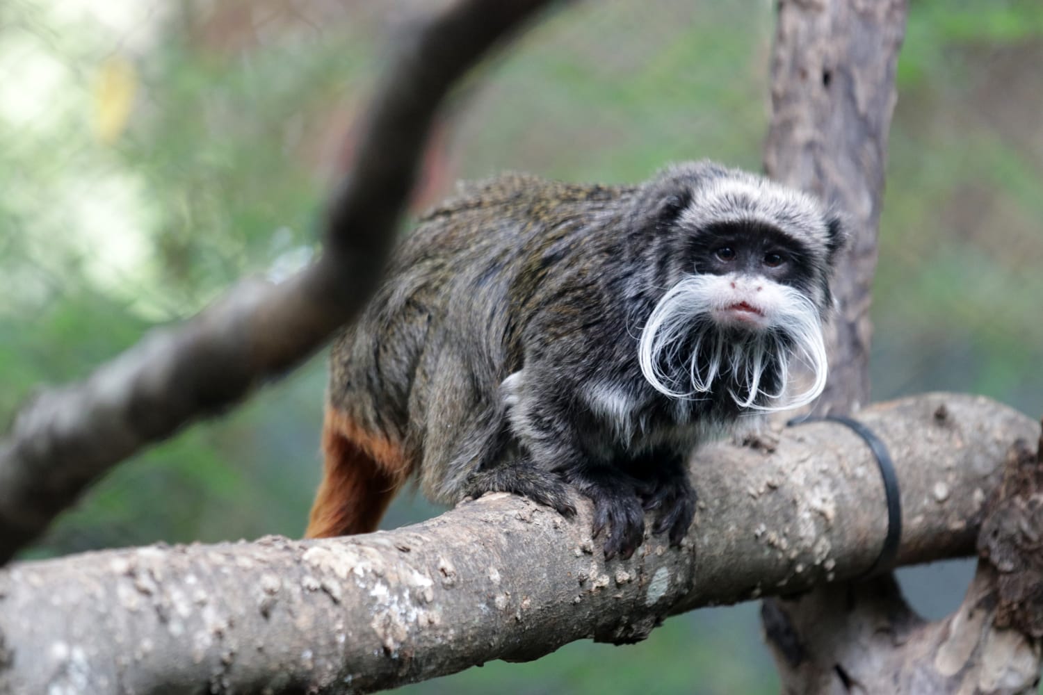 Dallas Zoo mystery deepens as missing tamarin monkeys are found in closet of abandoned home