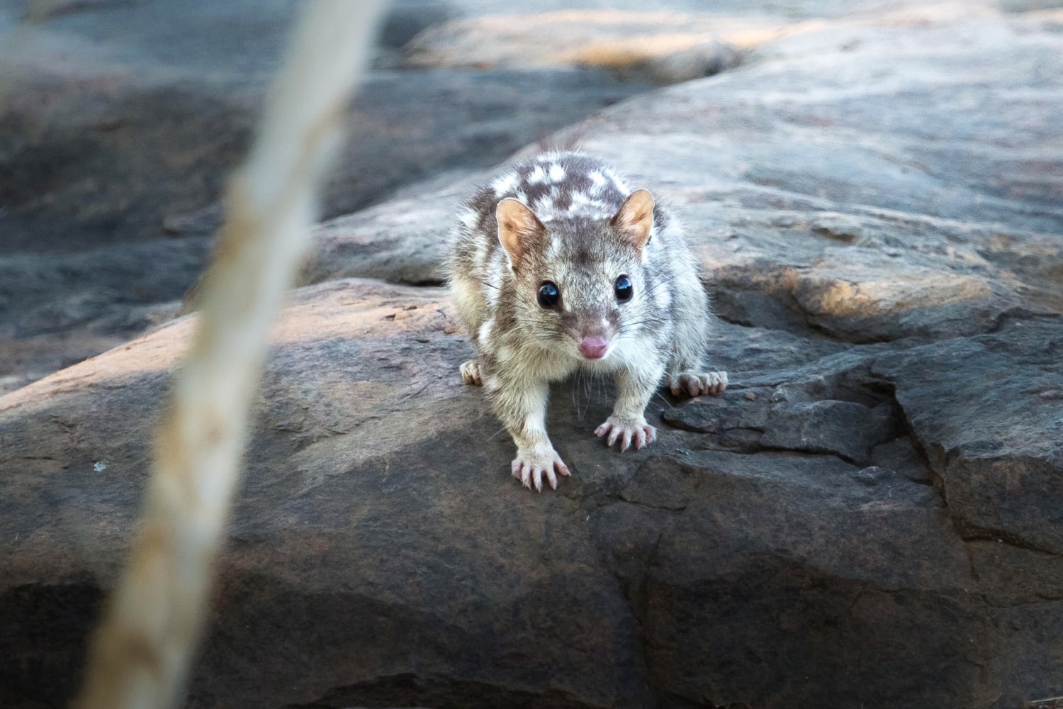 Sex and no sleep may be killing endangered quolls, new study finds