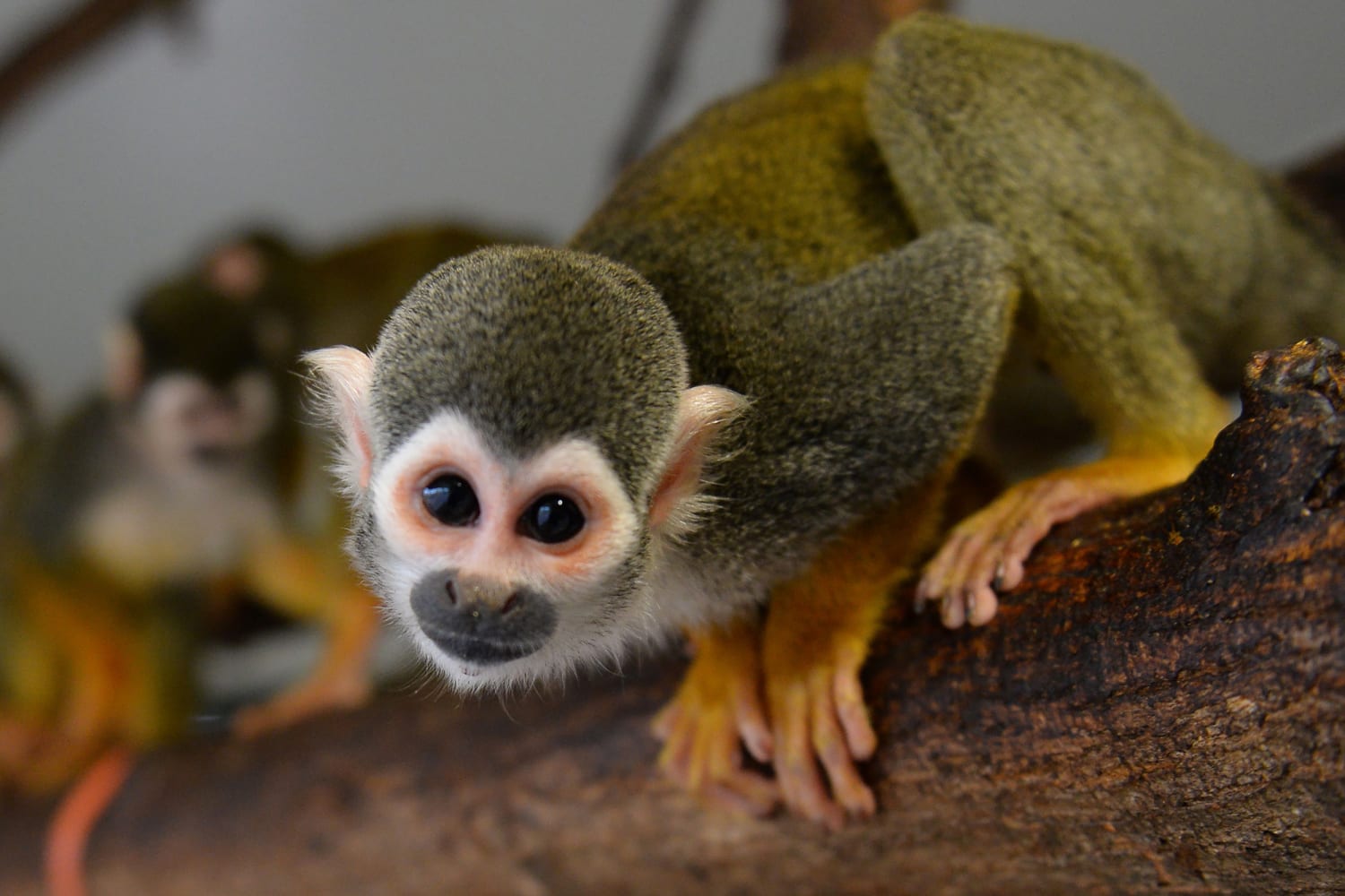 A dozen squirrel monkeys were stolen from a Louisiana zoo, officials say