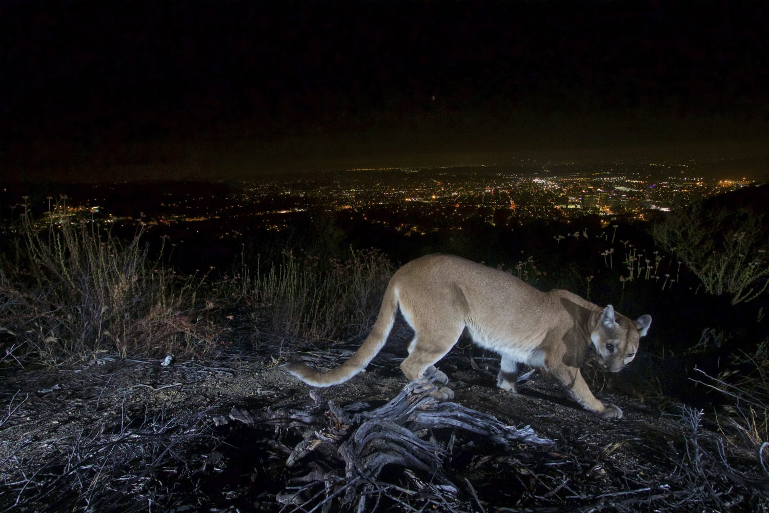 Hunt ends for mountain lion that attacked 5-year-old California boy