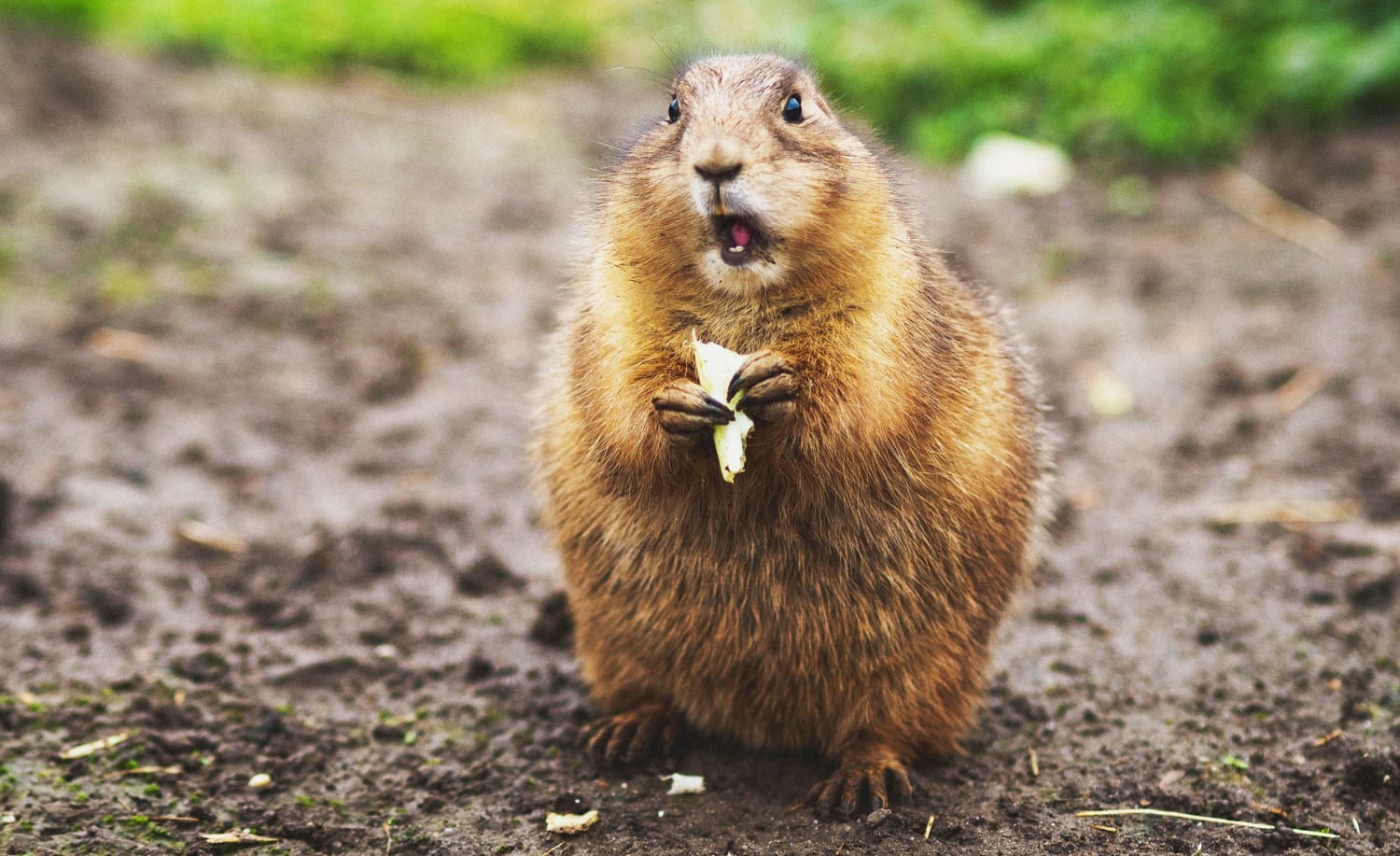 are groundhogs mean to dogs