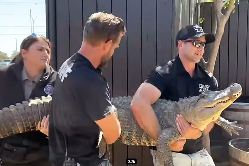 Stolen alligator returned to Texas zoo after 20 years