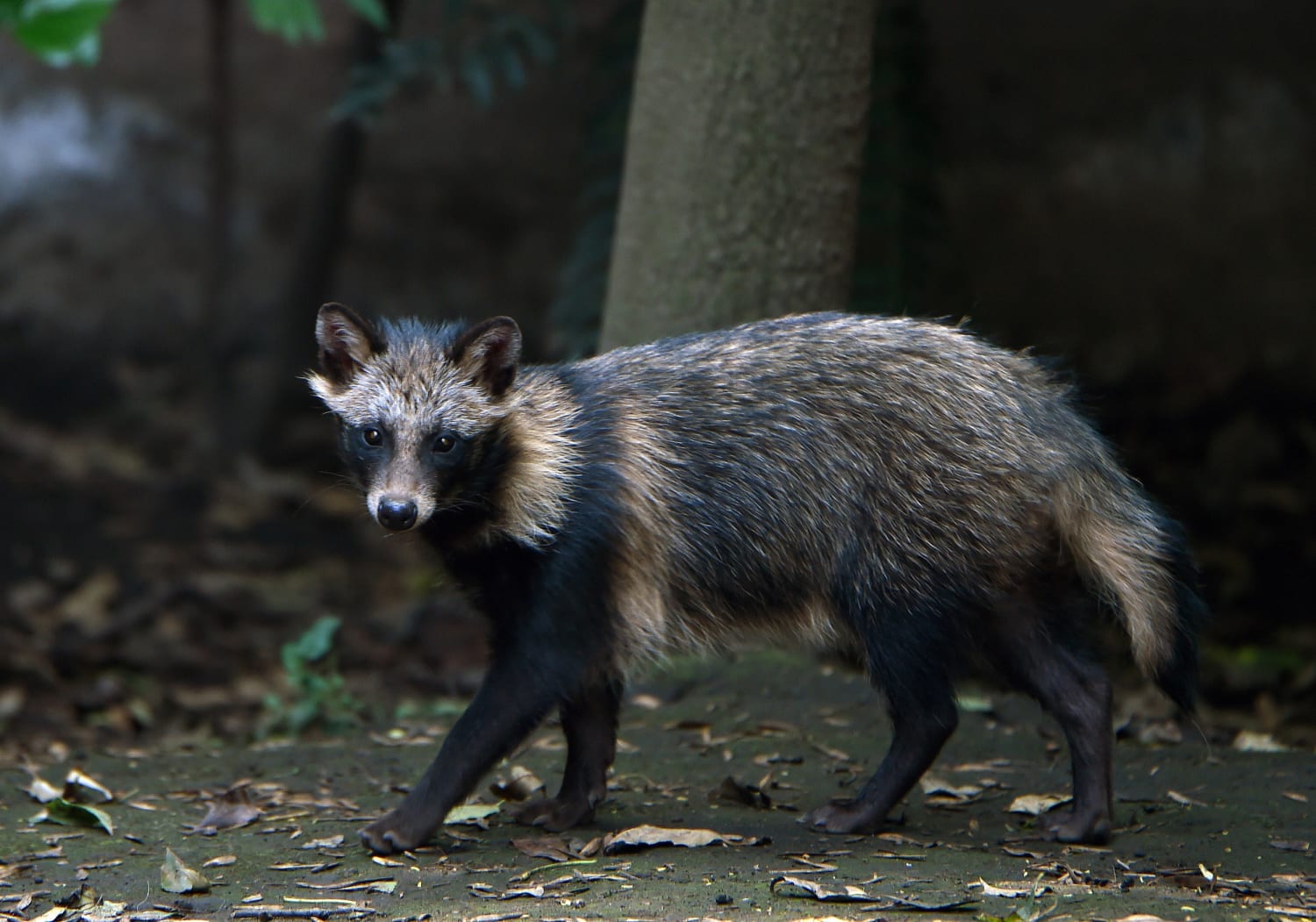 New Covid origins data suggests pandemic linked to raccoon dogs at Wuhan market
