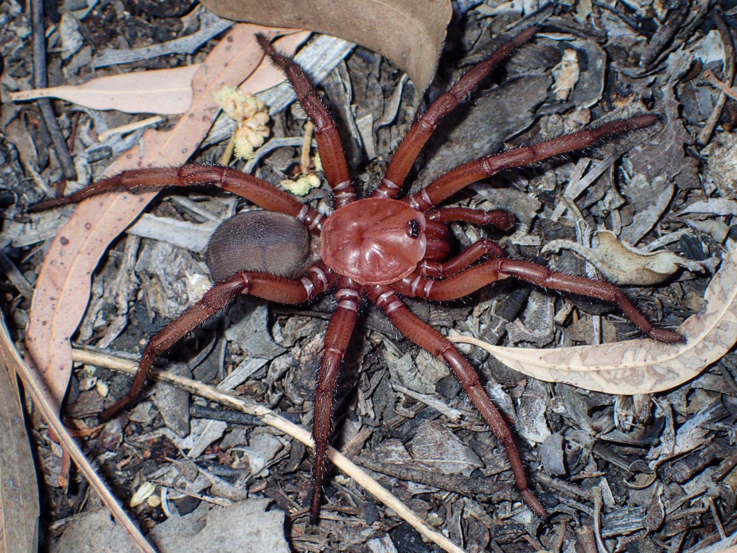 In Australië is een grote spin ontdekt