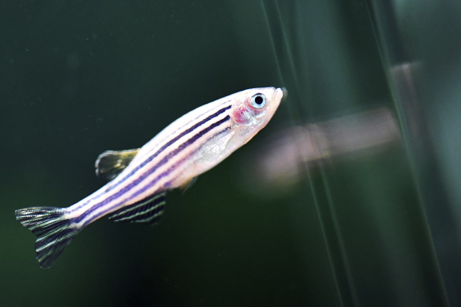 Fish can sense fear in other fish and become afraid, too, study shows