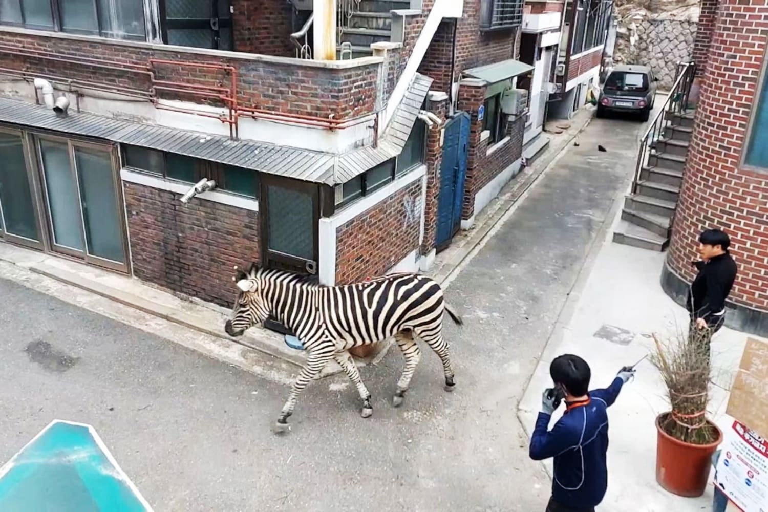 Lonely zebra's zoo escape brings drama and delight to South Korea's busy capital