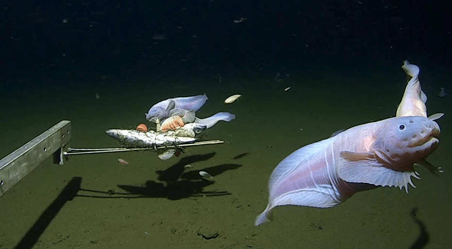 일본 과학자들이 촬영한 가장 깊은 물고기