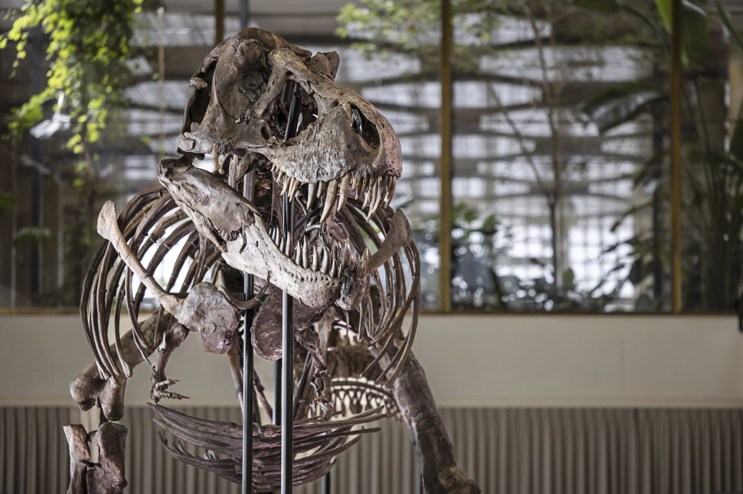 Why the sale of a T. rex fossil could be a big loss for science