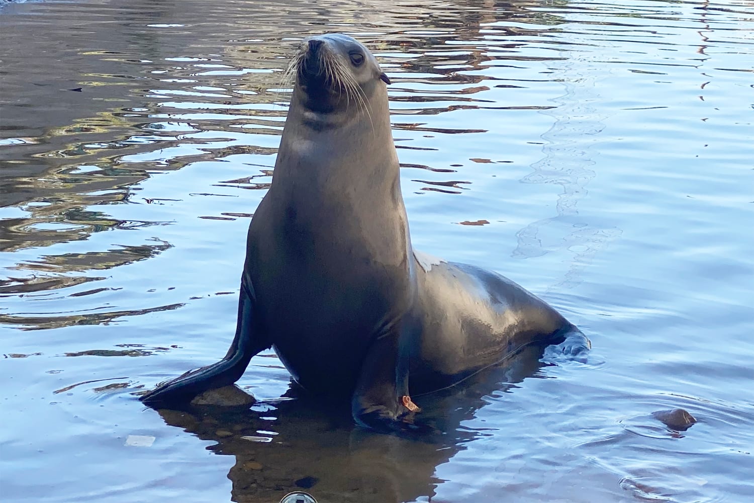 Freeway, the sea lion who roamed Southern California’s asphalt arteries, has died