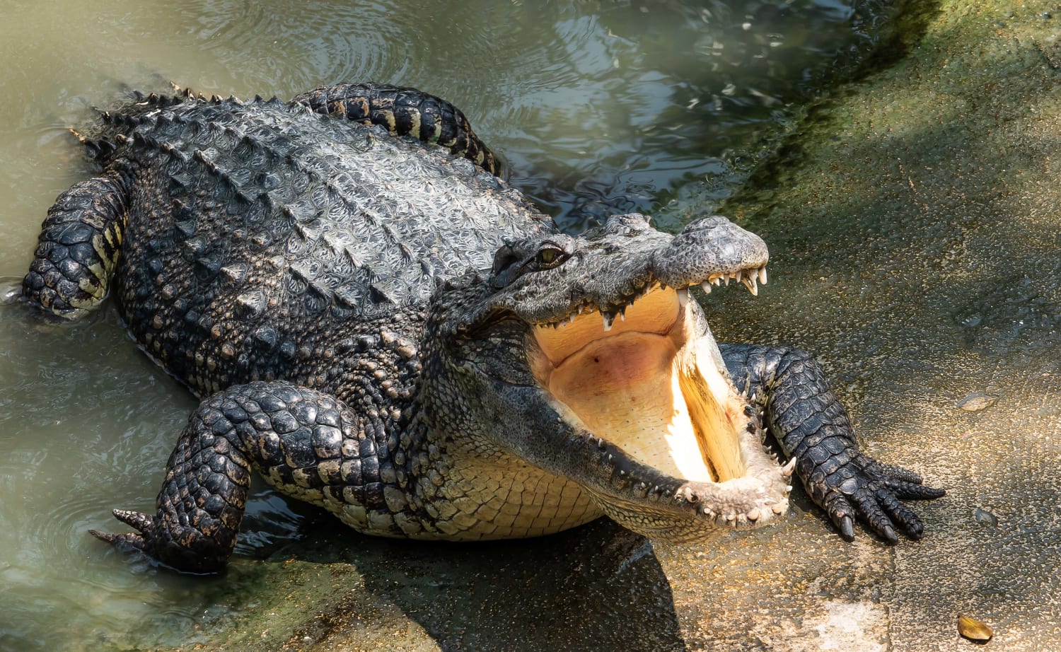 Divos krokodilos atrastas cilvēku mirstīgās atliekas, kas, domājams, pieder pazudušam zvejniekam