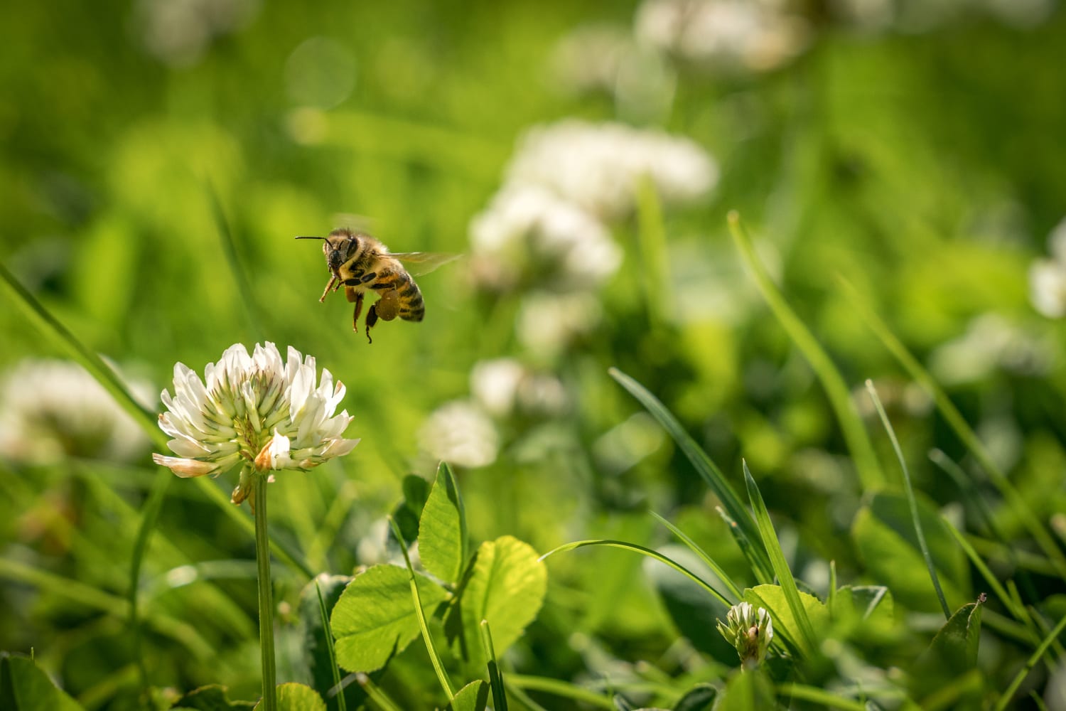 No Mow May' encourages homeowners to help bees by letting their lawns grow